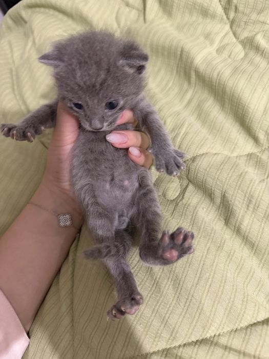 Котята на продажу