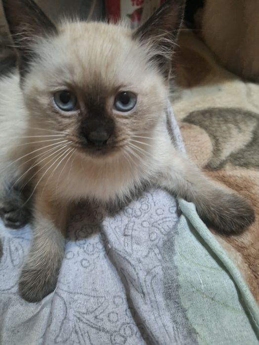 Сиямский мушукчалар сотилади