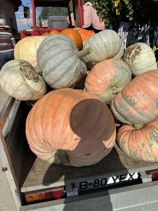 Dovleci decorativi, tărtăcuțe, halloween