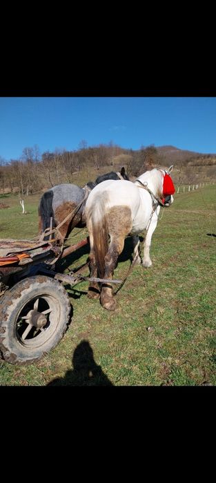Vând iapa și cal garantați de ham