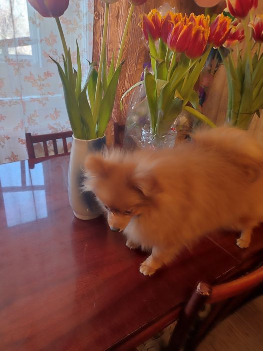 Чудесная мини девочка от Чемпиона. Подрощенная.