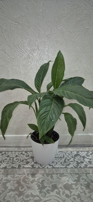 Комнатные цветы.