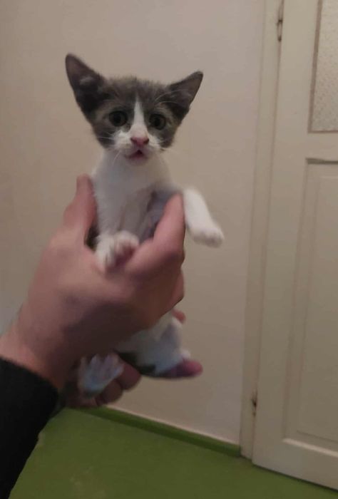 Две мъркащи котета ТЪРСЯТ дом