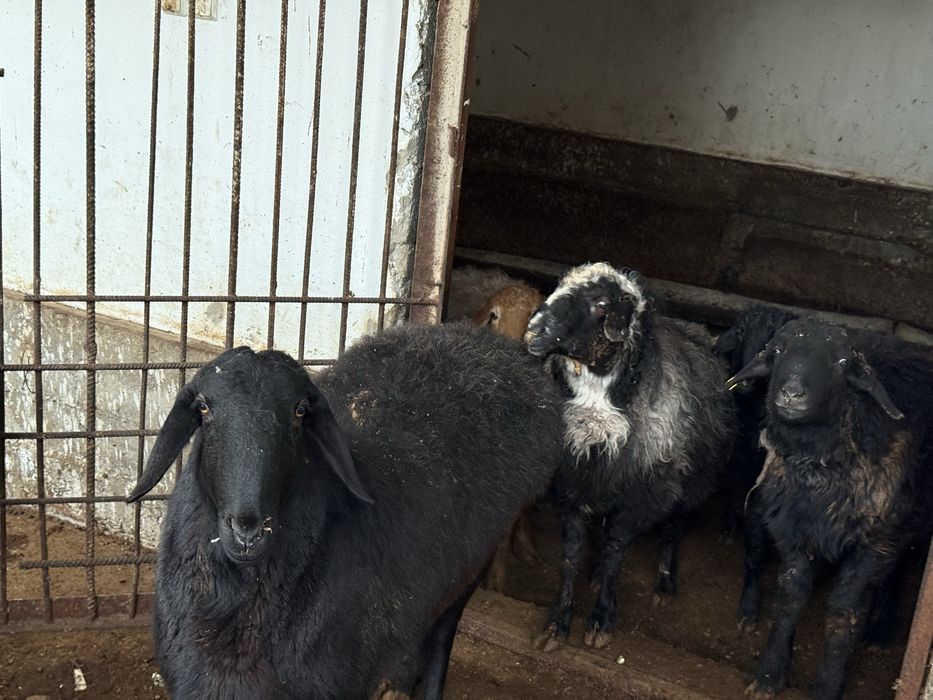 Қой сатамын. Қозылы қойда бар