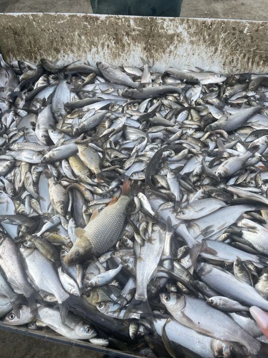 Vindem puiet de peste vara 1