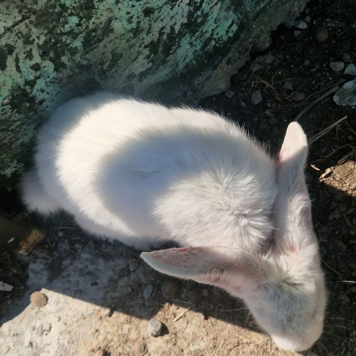 Қоян сатам,  продам заяц