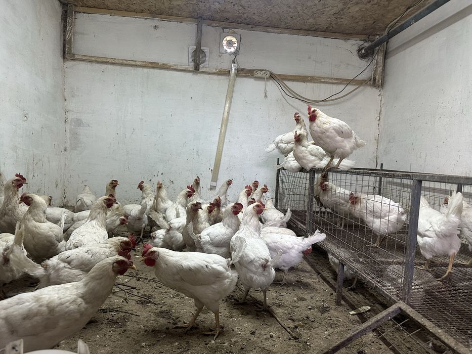 Куры несушки корал ник молодки