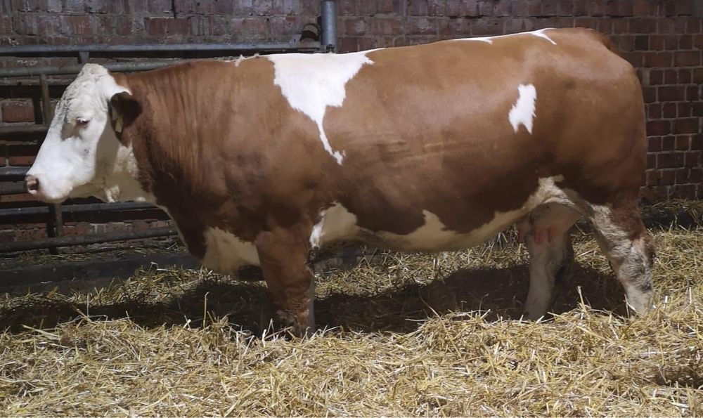 Furaje  vaci de lapte asiguram transport