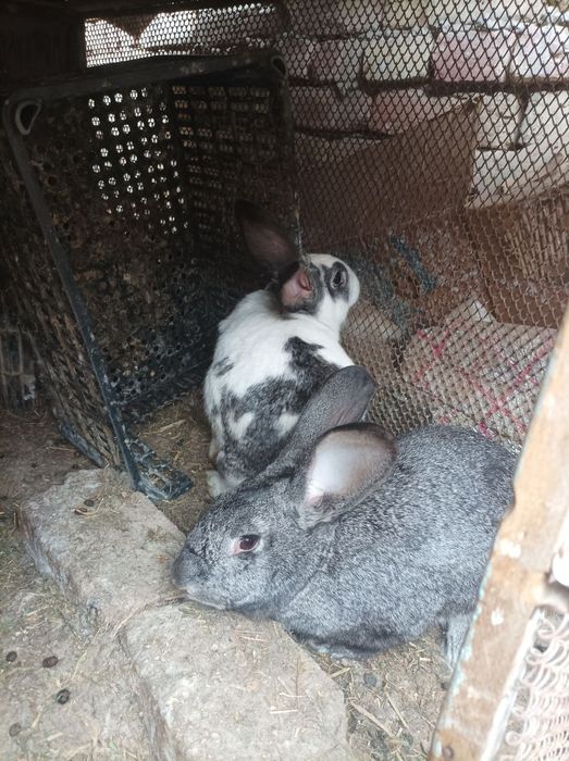 Vilikan quyonlar sotiladi