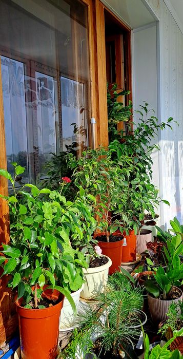 Продам комнатные цветы
