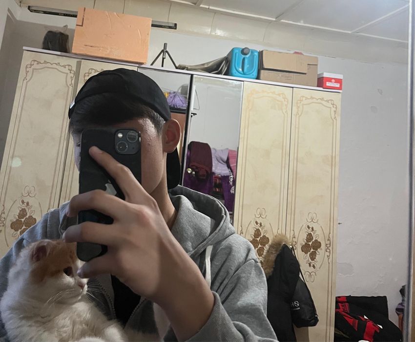 Шотландская вислоухая кошка