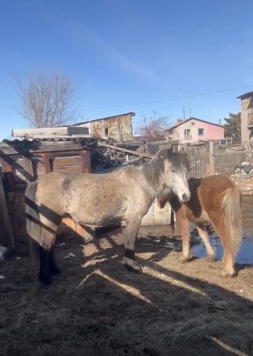 Продам кабылу жеребая