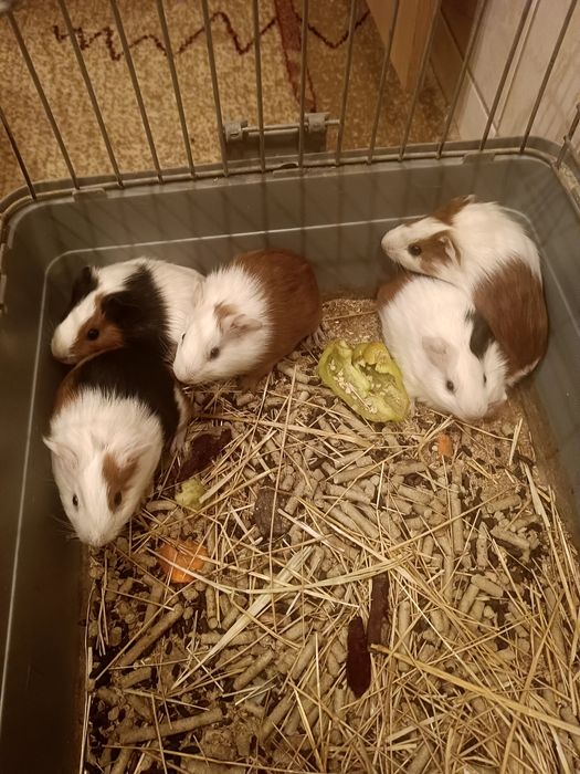 Морские    свинки