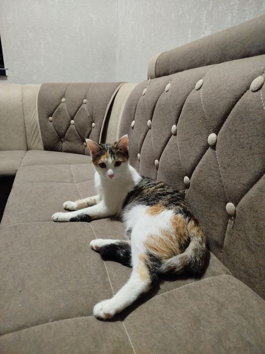 Mushuk hadyaga beriladi. | Кошку дарят в качестве подарка.