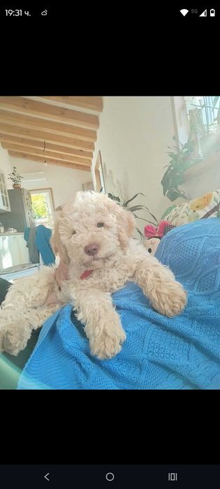 Lagotto Romanolio