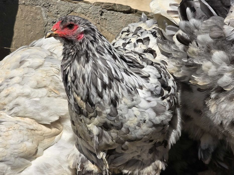 Продавам разплодни яйца от Сплаш Брама [Splash Brahma]