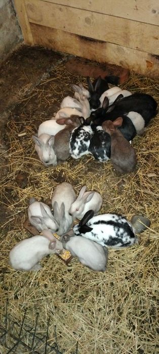 Vând iepuri secuiesc