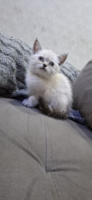 Британские милые котята