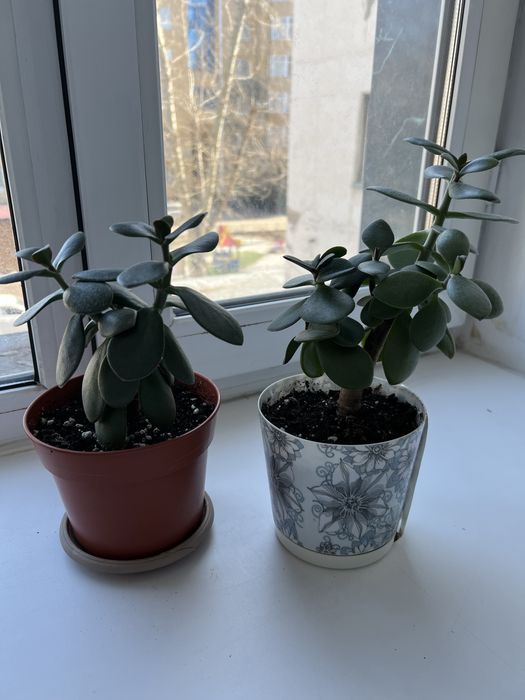 Денежное дерево толстянка продам