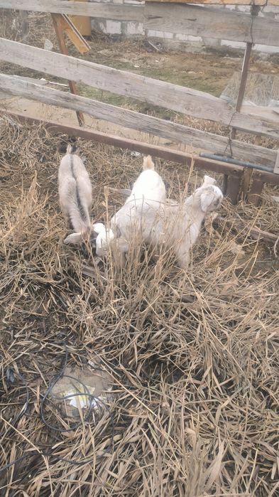 Ешкилер сатылады