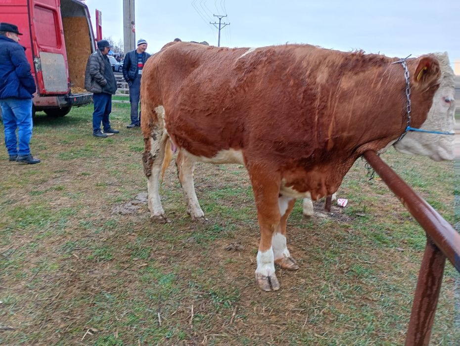Vand junica cu vitel