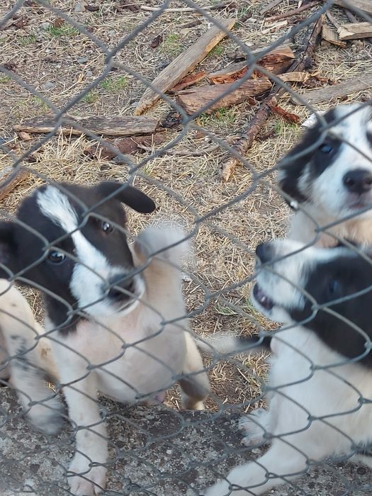 Подарявам кученца