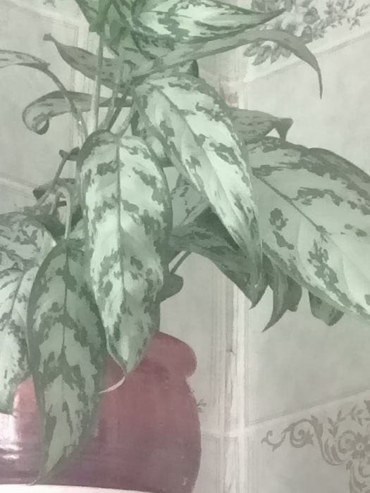 Цветок аглаонема 5000