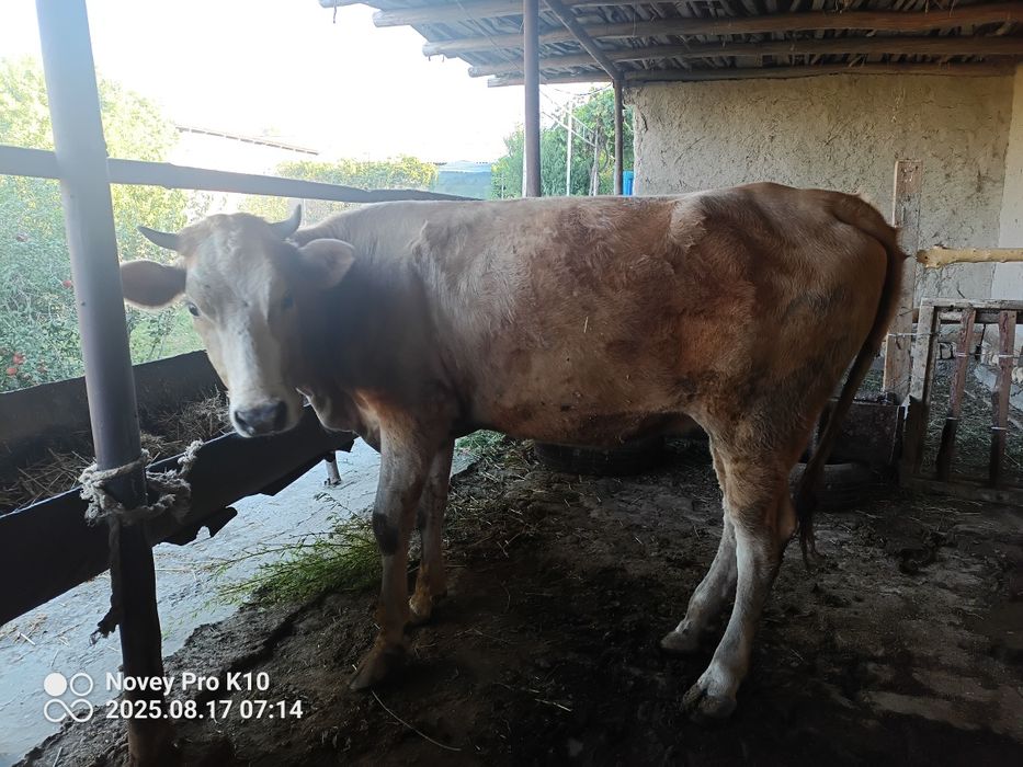 Mol g'unojin sotiladi