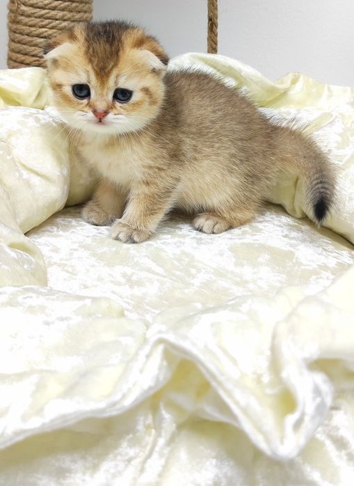 ШоТлаНдские КотЯта висЛоуХие ..