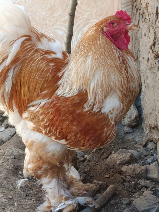 Продаются яйца курей породы брама белое золото