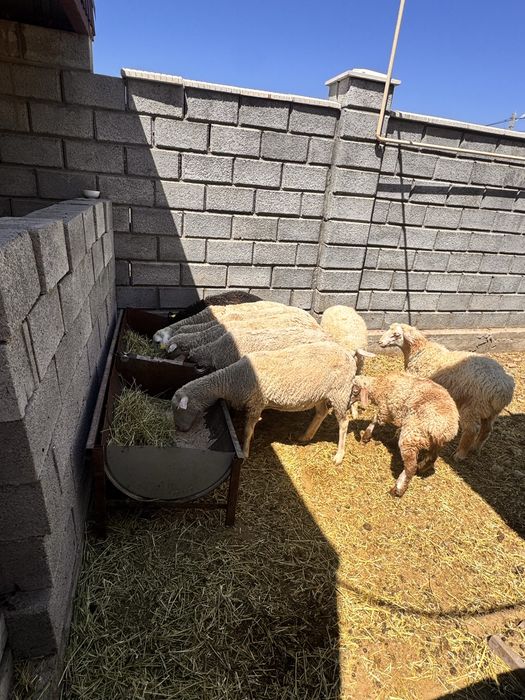 Продам жирных овец