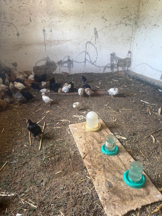 Продается цыплята