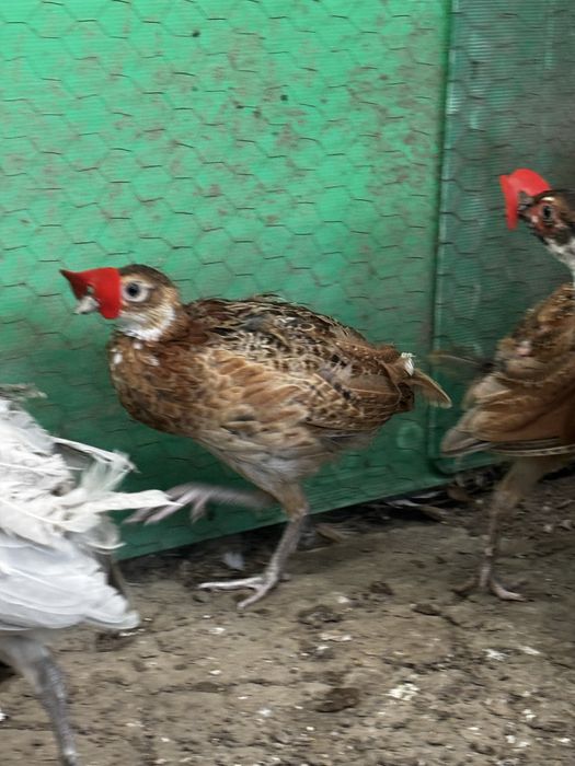 Fazani comuni ciocolatii/ rosii/ gri/albi