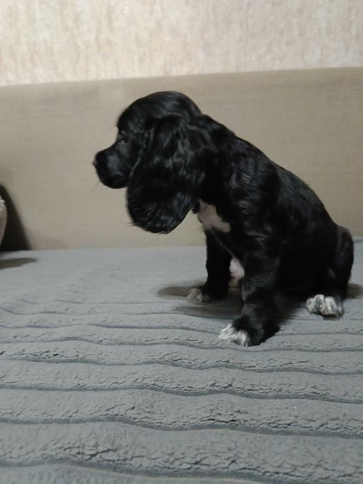 Щенок  спаниеля.