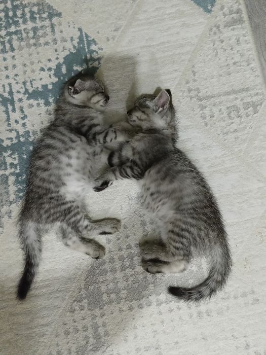 Котята 2 месячный