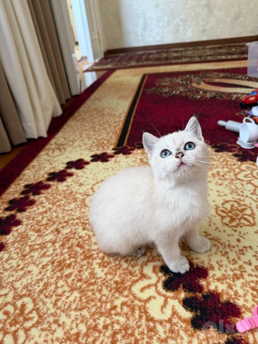 Кошка Британский короткошёрстная