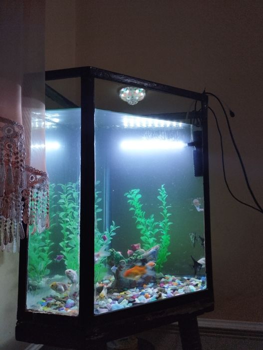 Akvarium jixozlari bilan