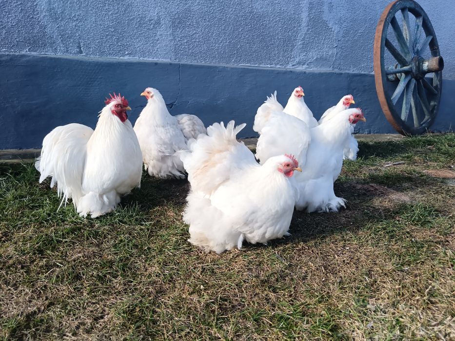 Oua incubat cochinchina pitic