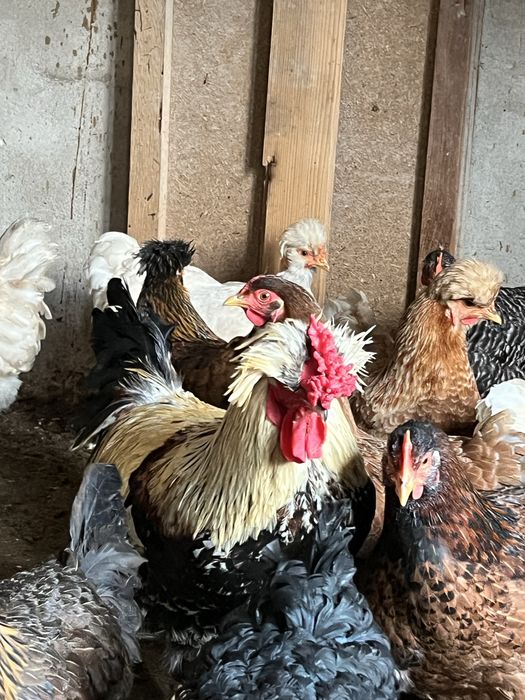 Cocos ameraucana sau moțat