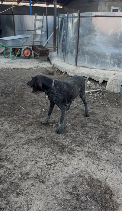 Продам сучку дратхаара