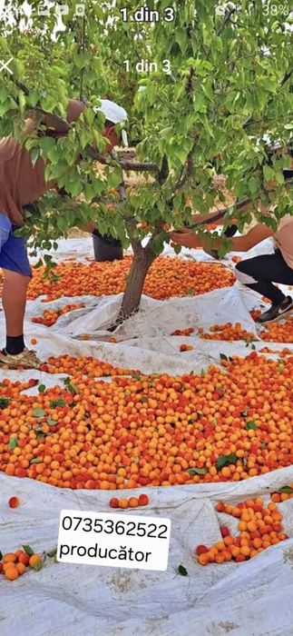 Caise dulci și zemoase direct de la producător pentru țuică