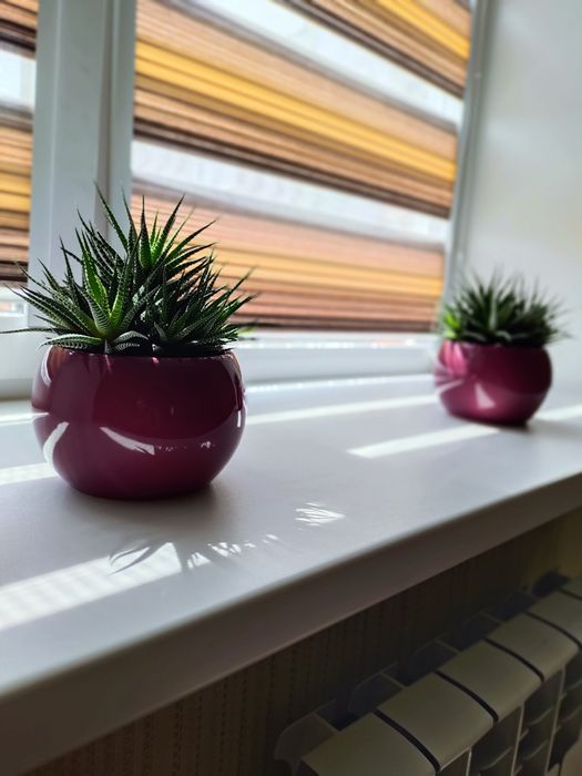 Суккулент хавортия от 700 тг