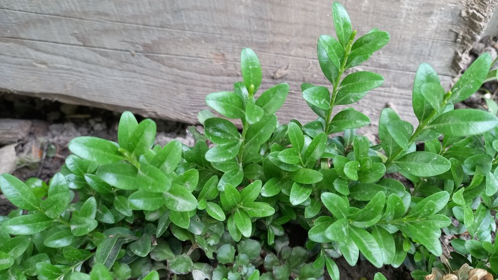 Молодые отростки  самшит с корням.и