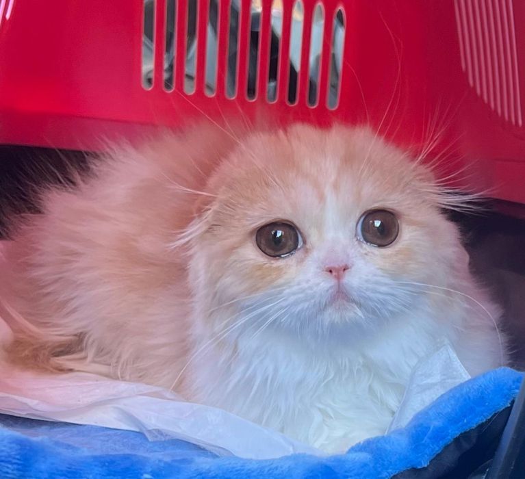 Котята фолды и страйты
