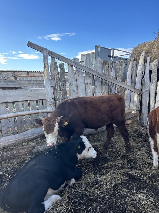 Отборные бычки 2025 г.