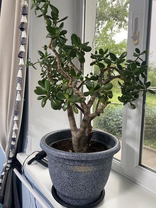 Crassula ovata цветы