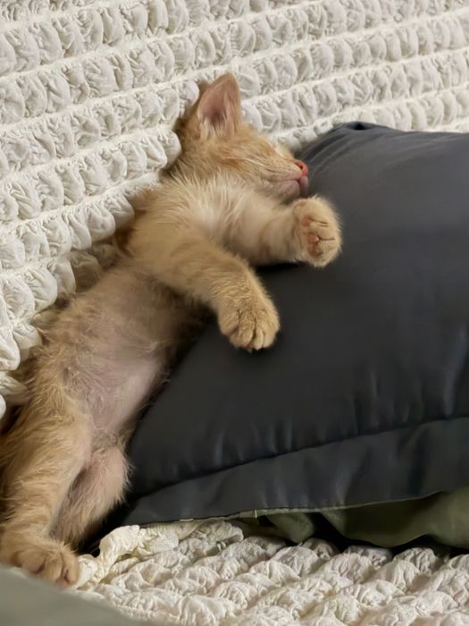 Отдам котенка бесплатно