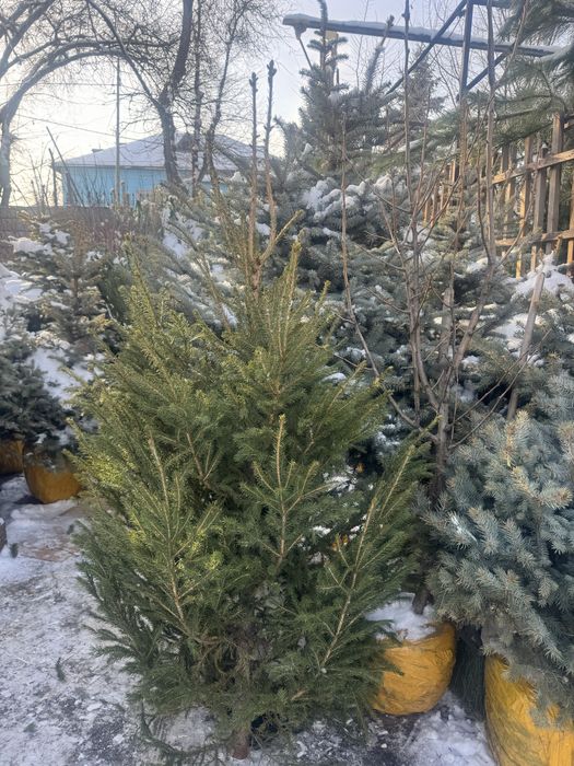 Жывие новогодние елки.