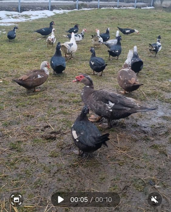 Oua rață muta disponibile