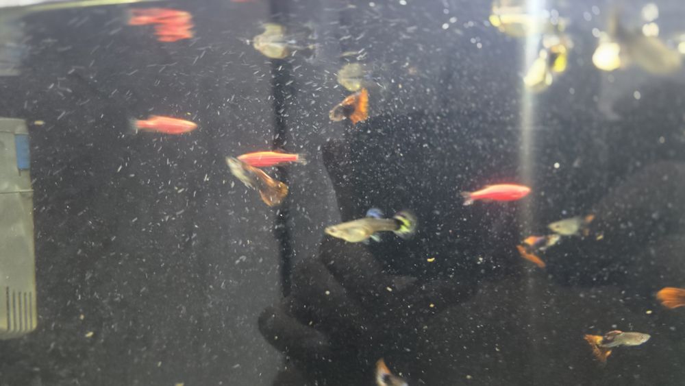Аквариум с рыбками